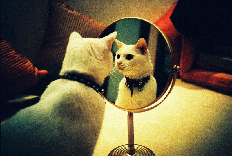 white cat looking in mirror