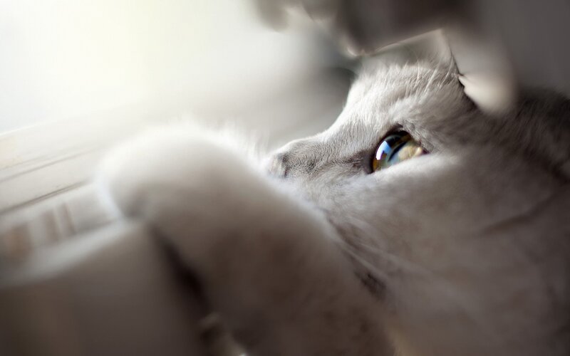 White Cat Looking Out