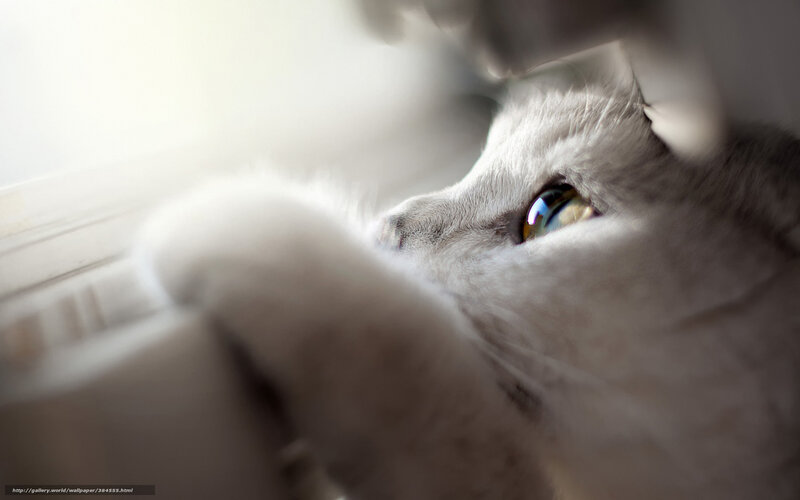 White Cat Looking Out Window — Gray, Calm