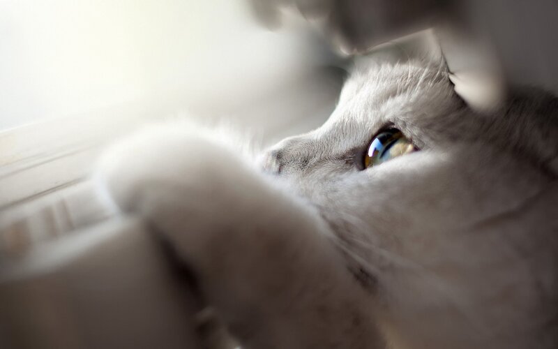 White Cat Looking Out Window — Gray