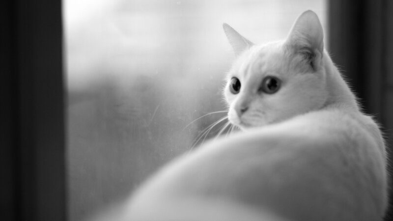 white cat looking out window