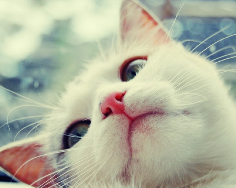 white cat looking up