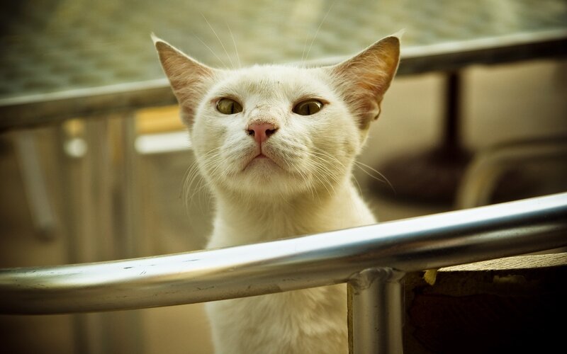 white cat looking up