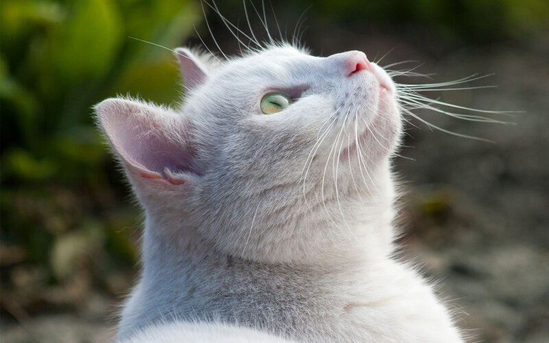 White Cat Looking Up — Calm, Afternoon