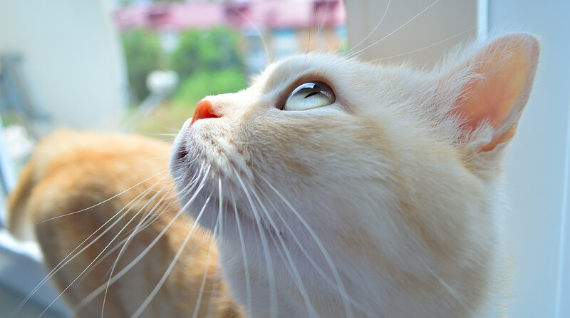 White Cat Looking Up — Calm, Morning