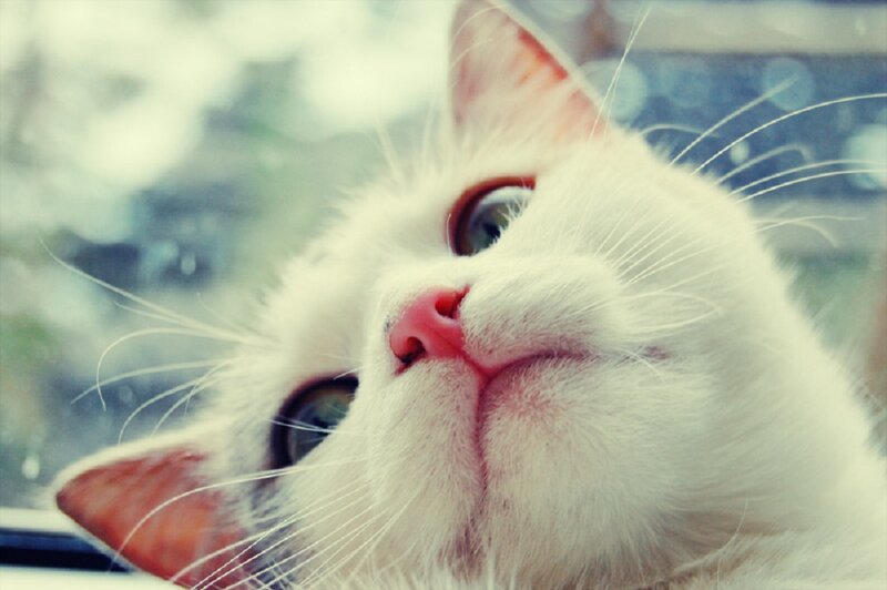 White Cat Looking Up — Calm