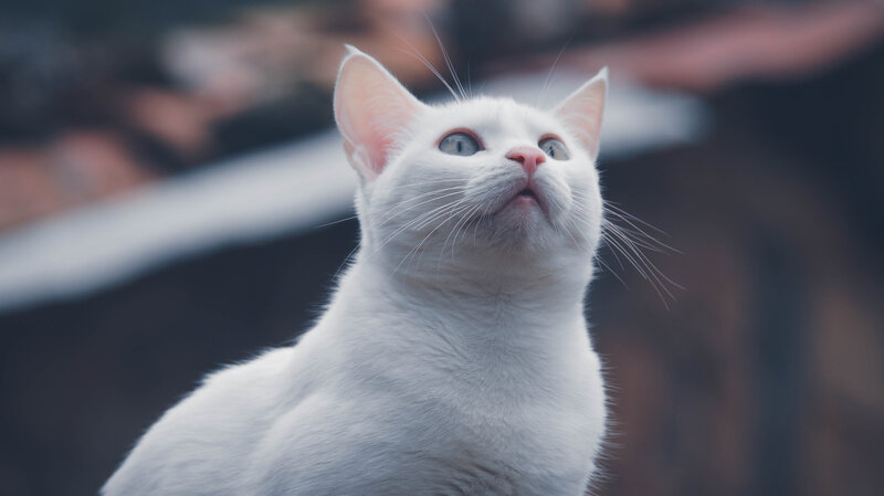 White Cat Looking Up — Curious