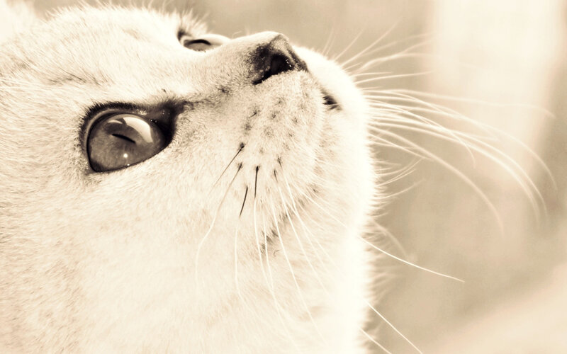 White Cat Looking Up — Sepia, Calm