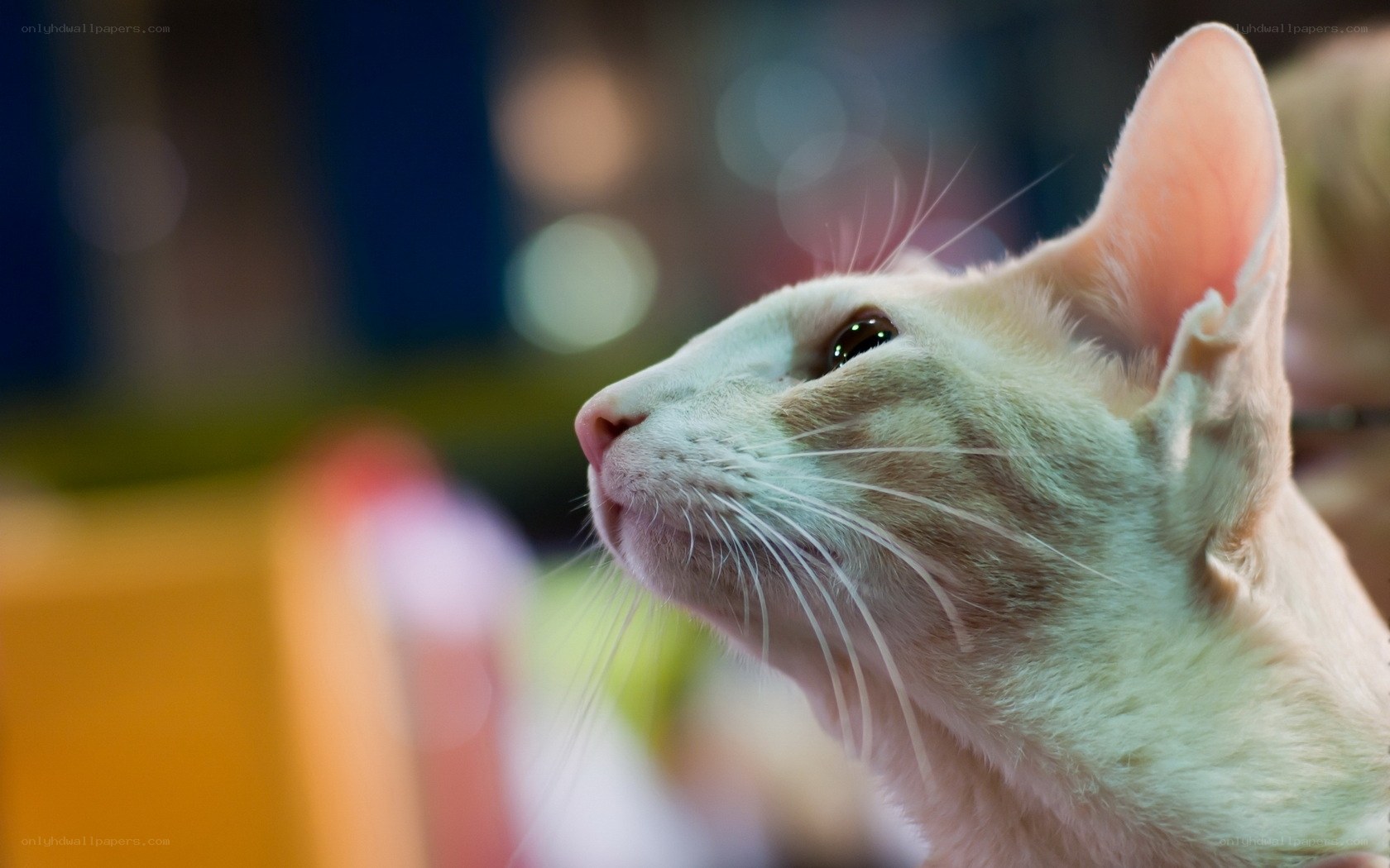 white cat looking up