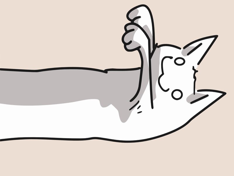 White Cat Lying Down — Beige, Calm