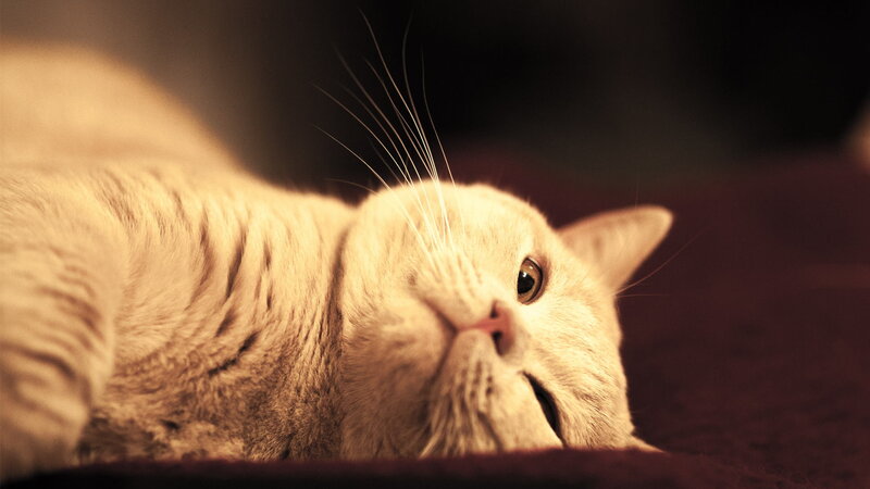 White Cat Lying Down — Beige