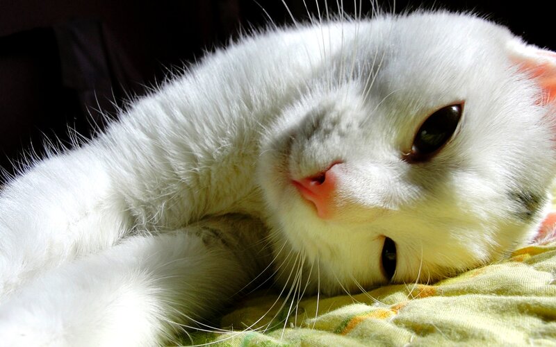 White Cat Lying Down — Calm, Afternoon, Photograph, Blanket