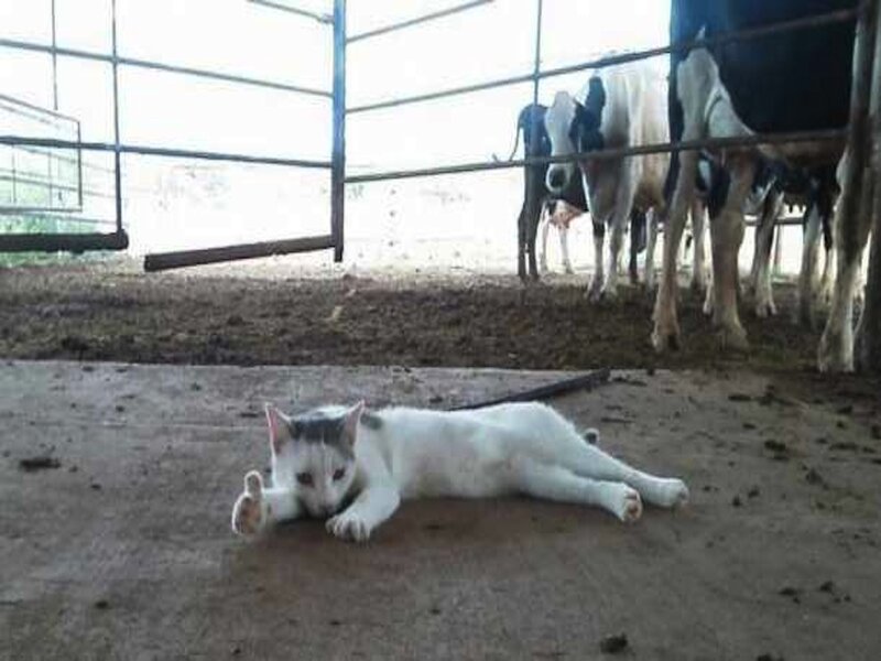 White Cat Lying Down — Calm, Afternoon, Photograph, Cows