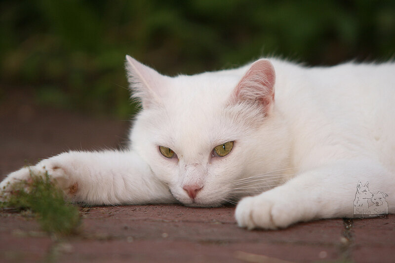 White Cat Lying Down — Calm, Afternoon