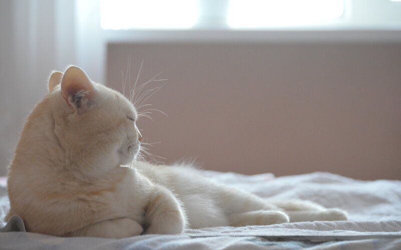 White Cat Lying Down — Calm, Morning