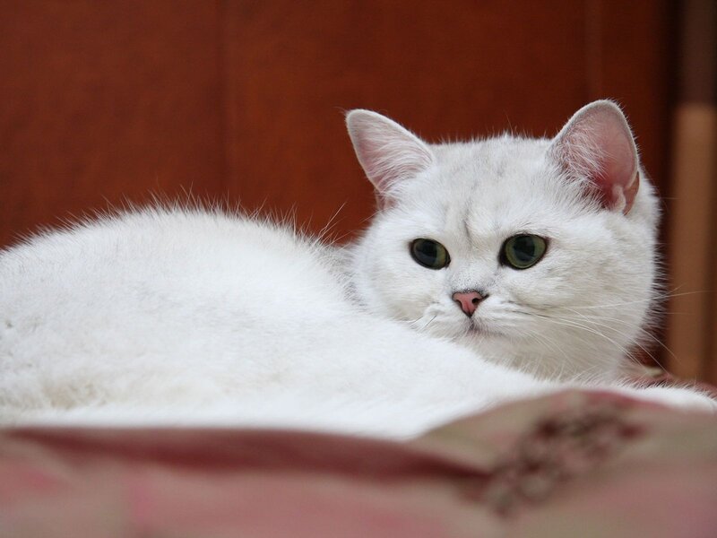 White Cat Lying Down — Calm, Photograph, Bed