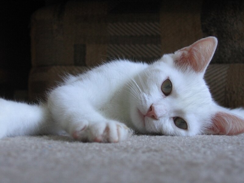 White Cat Lying Down — Calm, Photograph, Carpet