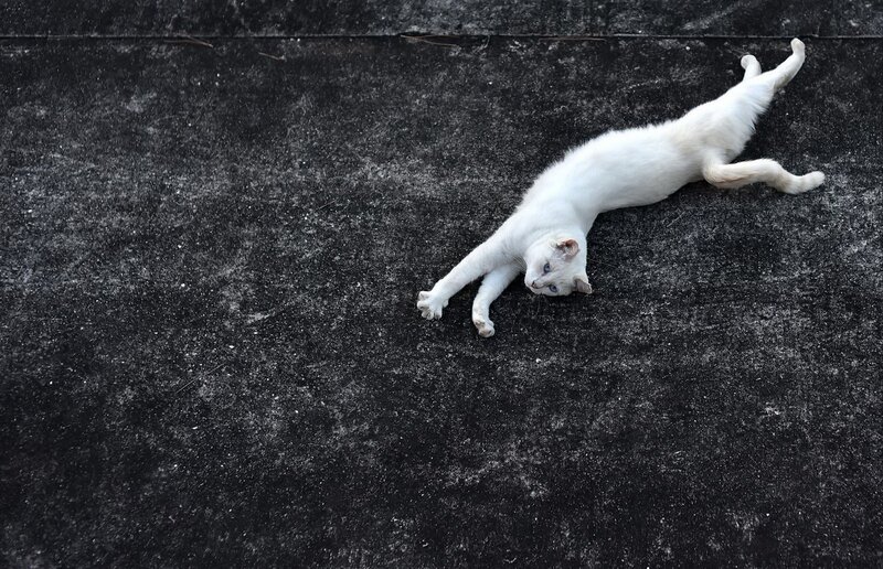 White Cat Lying Down — Calm, Photograph, Concrete