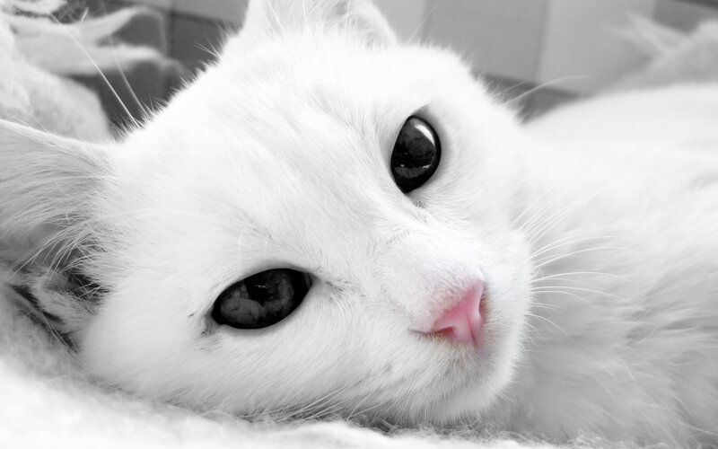 White Cat Lying Down — Calm, Photograph, Eyes