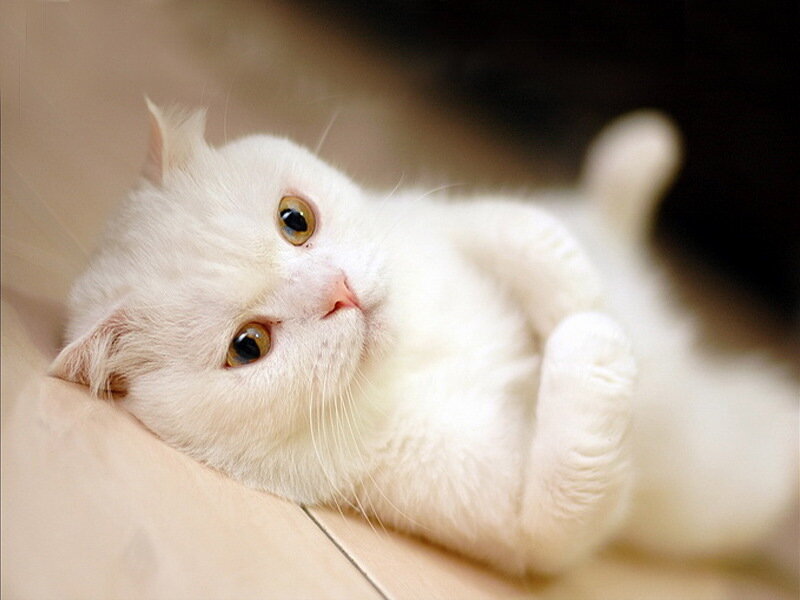 White Cat Lying Down — Calm, Photograph, Floor, Beige