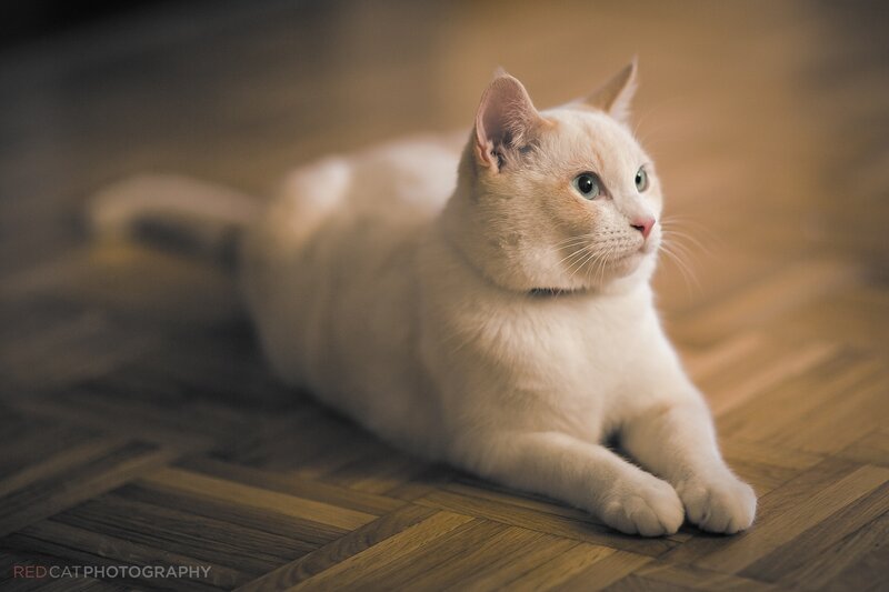 White Cat Lying Down — Calm, Photograph, Floor