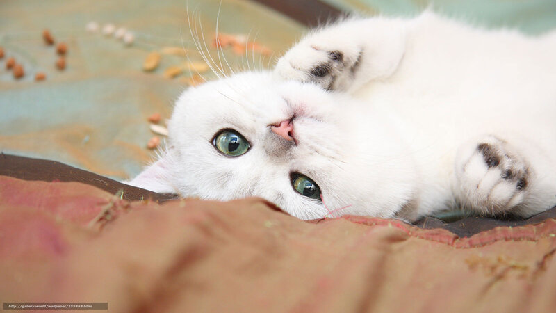 White Cat Lying Down — Calm, Photograph, Food Pellets