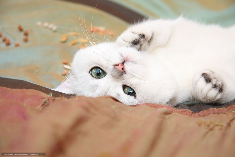 White Cat Lying Down — Calm, Photograph, Food