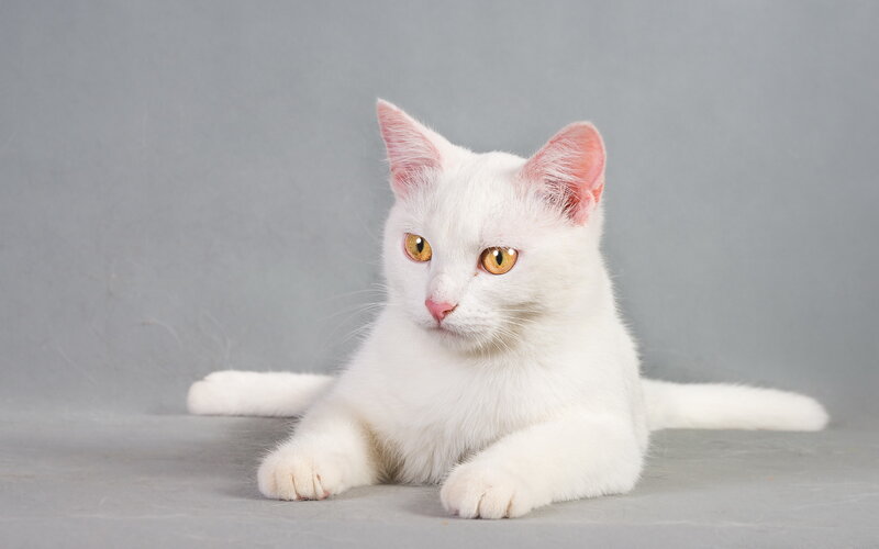 White Cat Lying Down — Calm, Photograph, Gray Background
