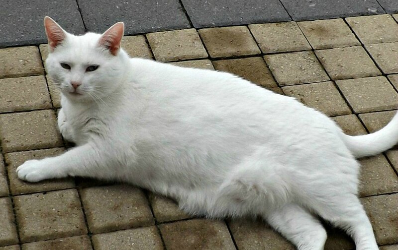 White Cat Lying Down — Calm, Photograph, Pavement