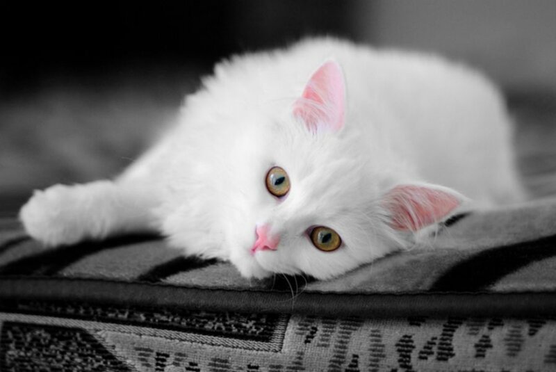 White Cat Lying Down — Calm, Photograph, Pillow, Eyes