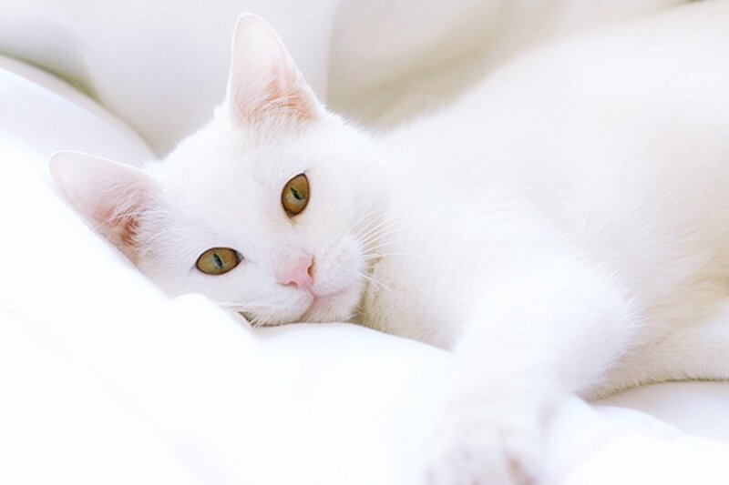 White Cat Lying Down — Calm, Photograph, Pillow