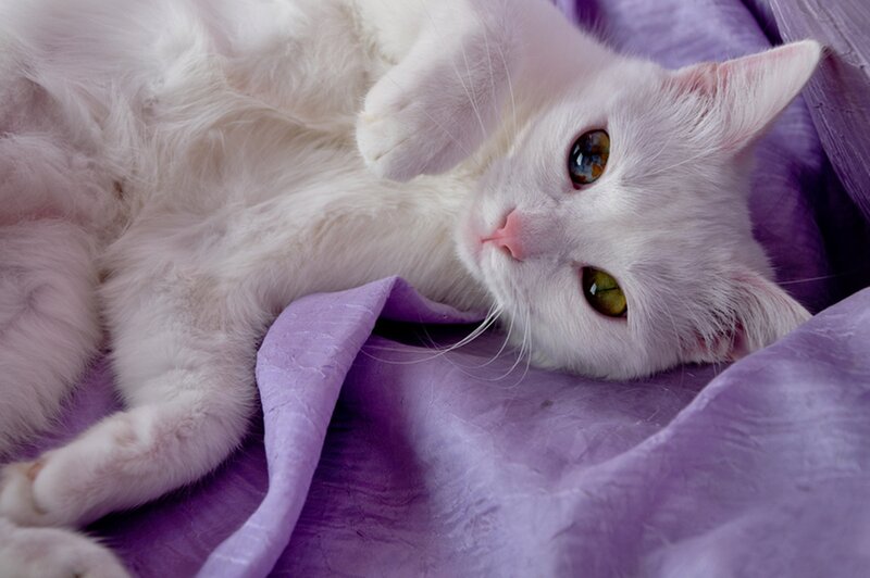 White Cat Lying Down — Calm, Photograph, Purple Fabric