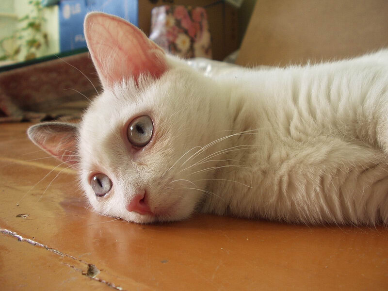 White Cat Lying Down — Calm, Photograph, Table