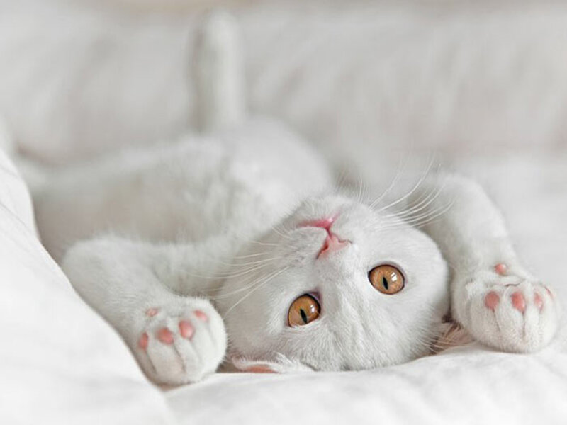 White Cat Lying Down — Calm, Photograph