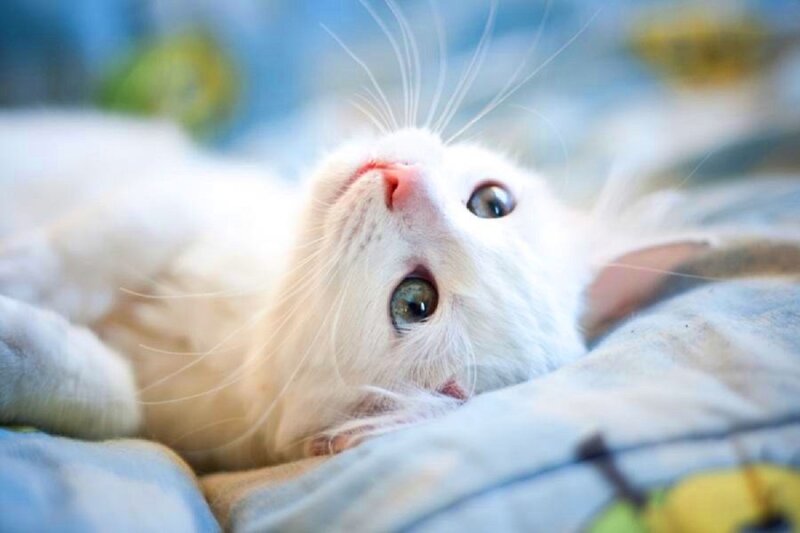 White Cat Lying Down — Calm, Photograph, Whiskers, Eyes