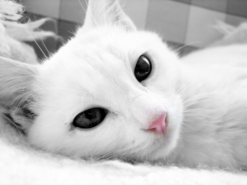 White Cat Lying Down — Calm, Photograph, Whiskers