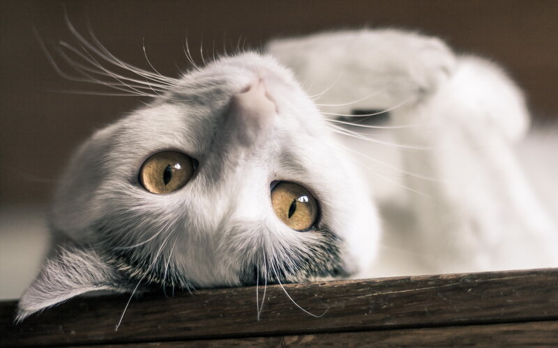 White Cat Lying Down — Calm, Photograph, Wooden Surface
