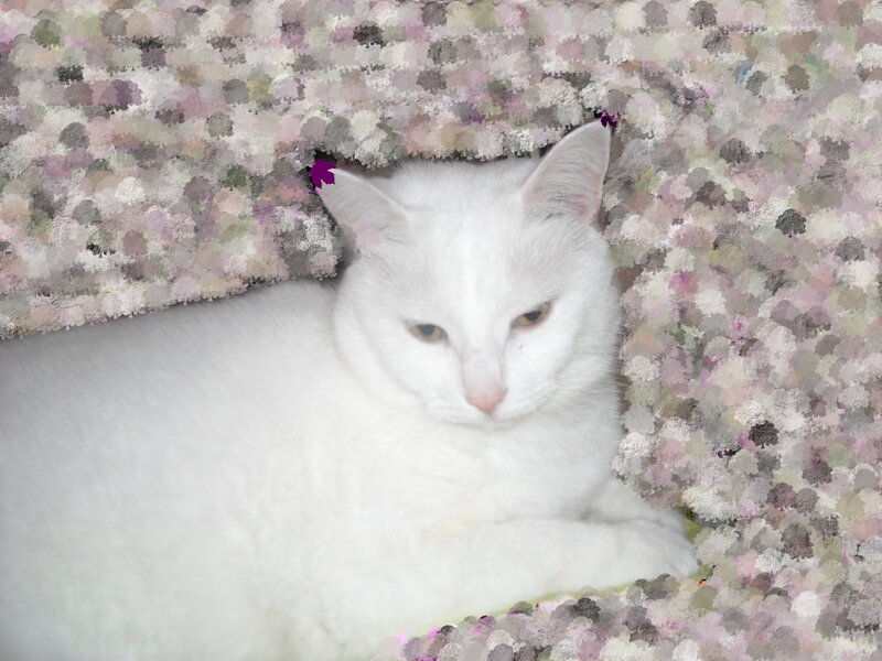 White Cat Lying Down — Calm