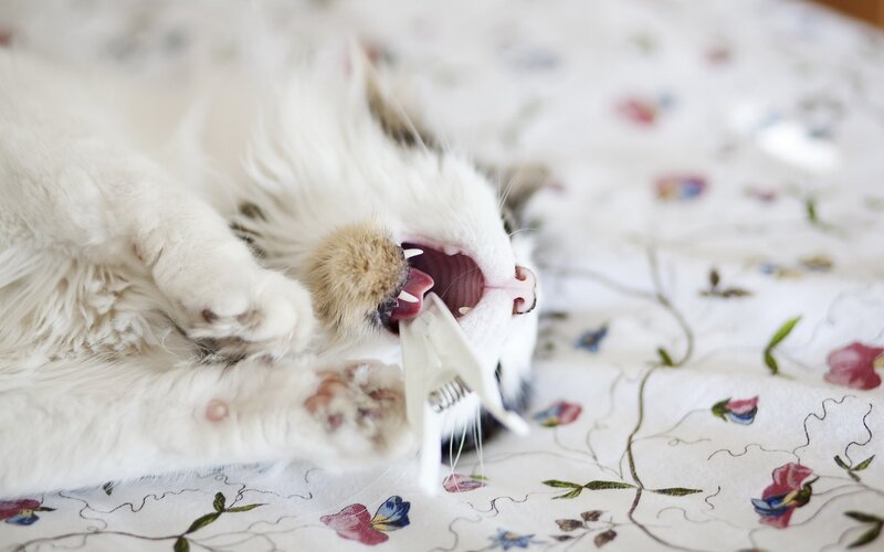 White Cat Lying Down — Playful, Photograph