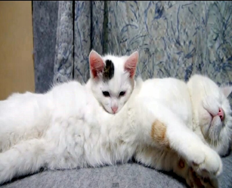 White Cat Lying Down — Relaxed, Photograph