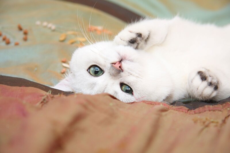 White Cat Lying Down — Relaxed