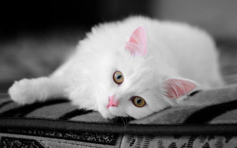 White Cat Lying Down