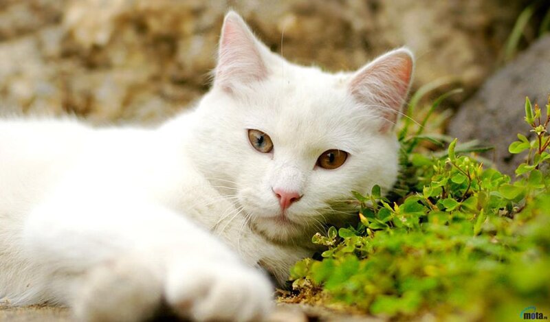 White Cat Lying in Grass