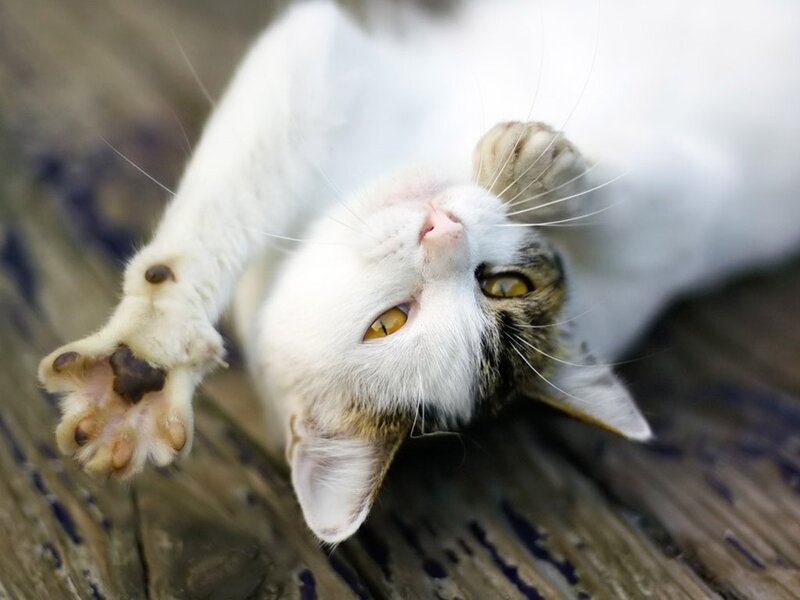white cat lying on back