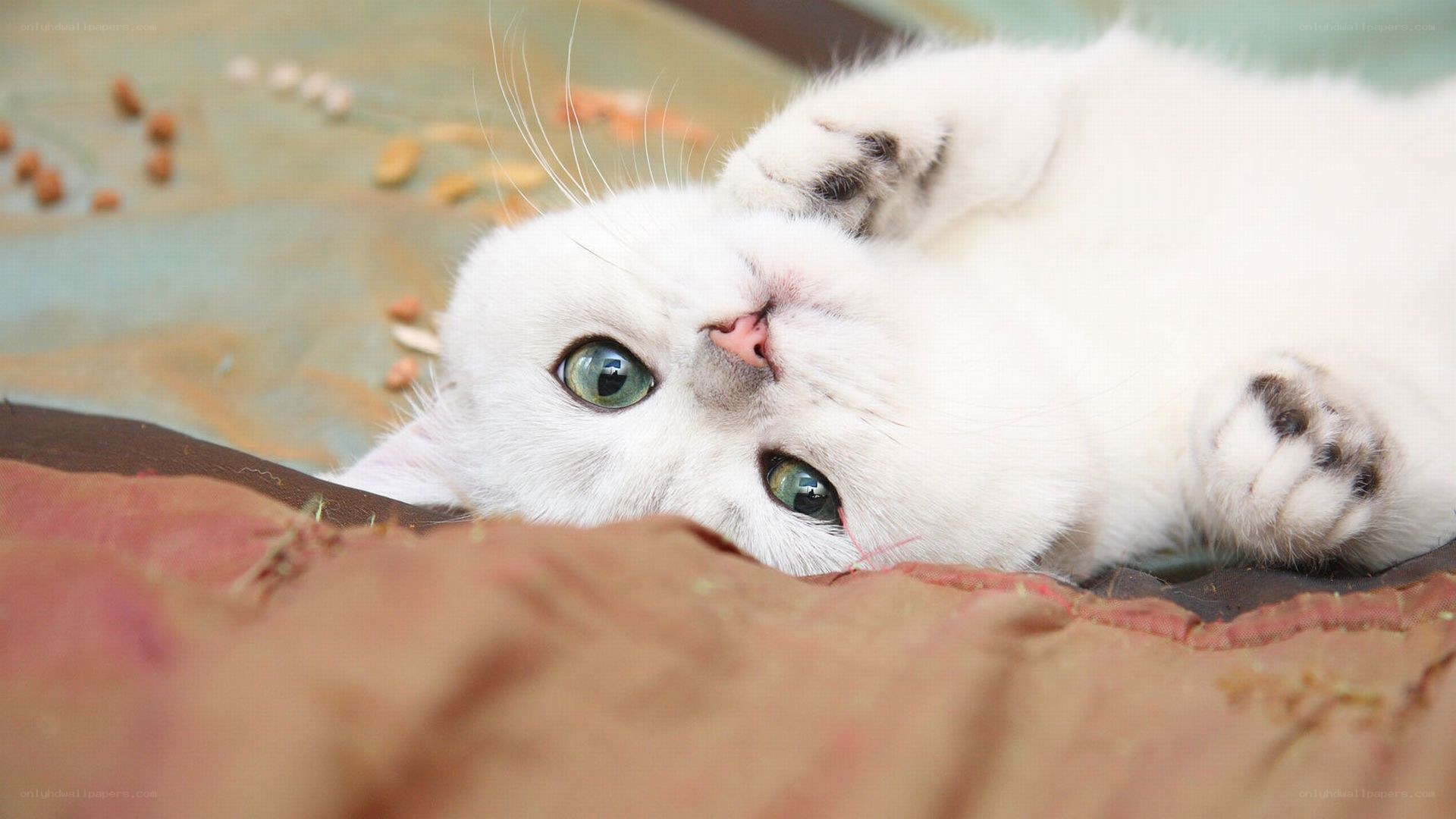 white cat lying on back
