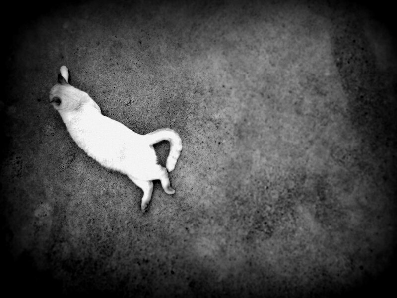 White Cat Lying on Back — Black
