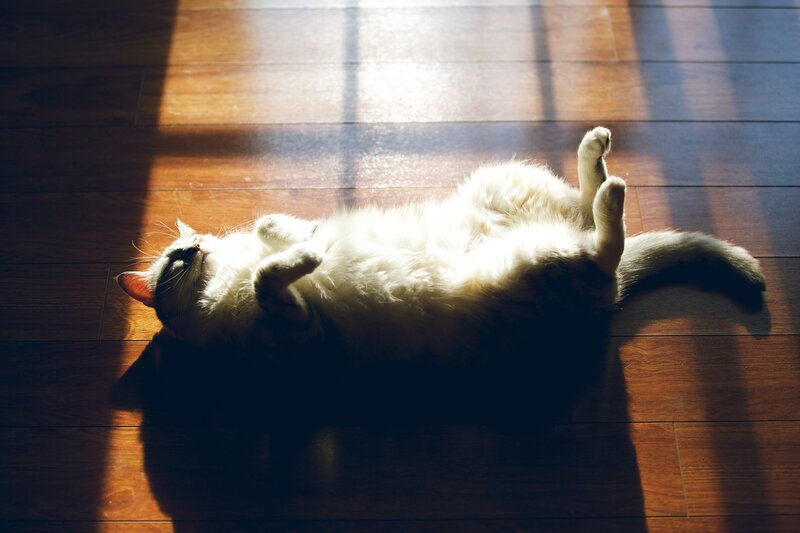 White Cat Lying on Back — Brown