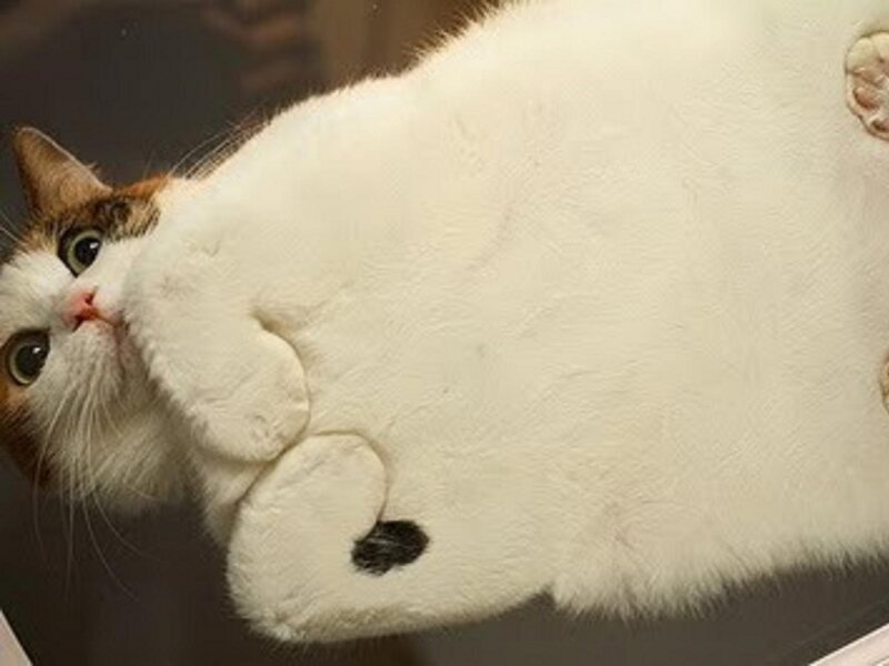 White Cat Lying on Back — Calm, Photograph, Paws, Eyes