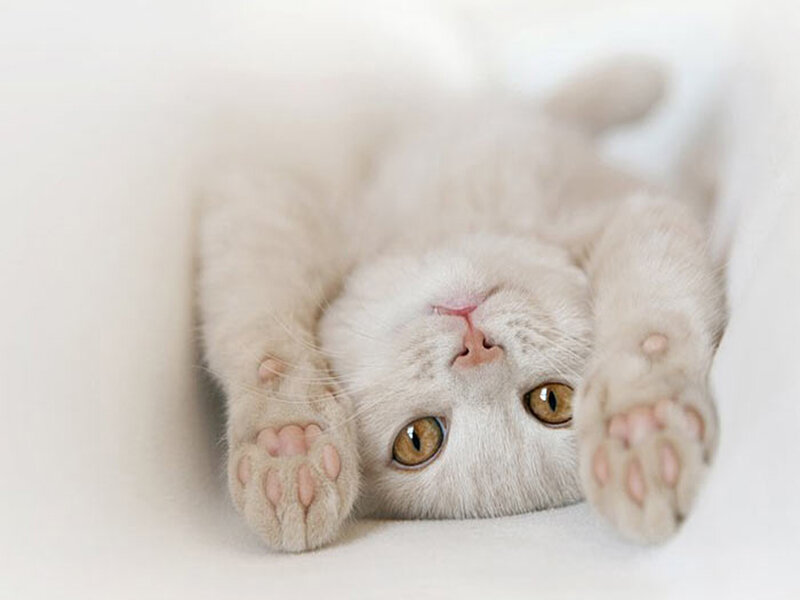 White Cat Lying on Back — Calm, Photograph, Paws