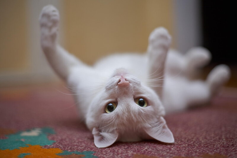 White Cat Lying on Back — Playful